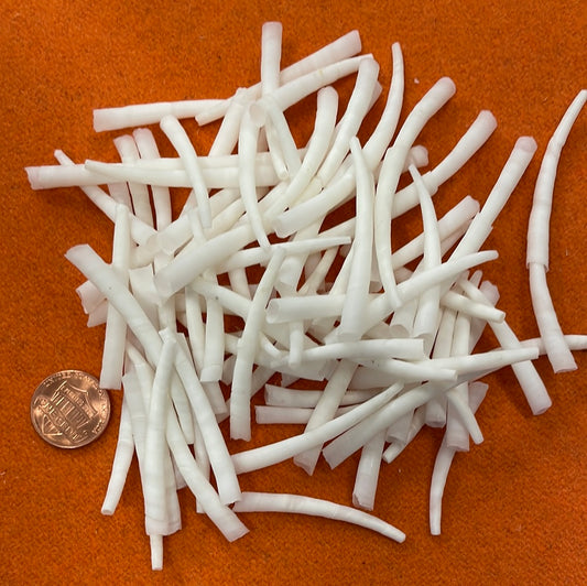 Dentalium Shells