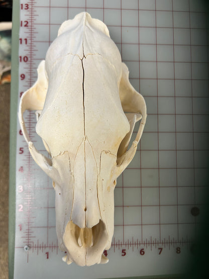 Black Bear Skull