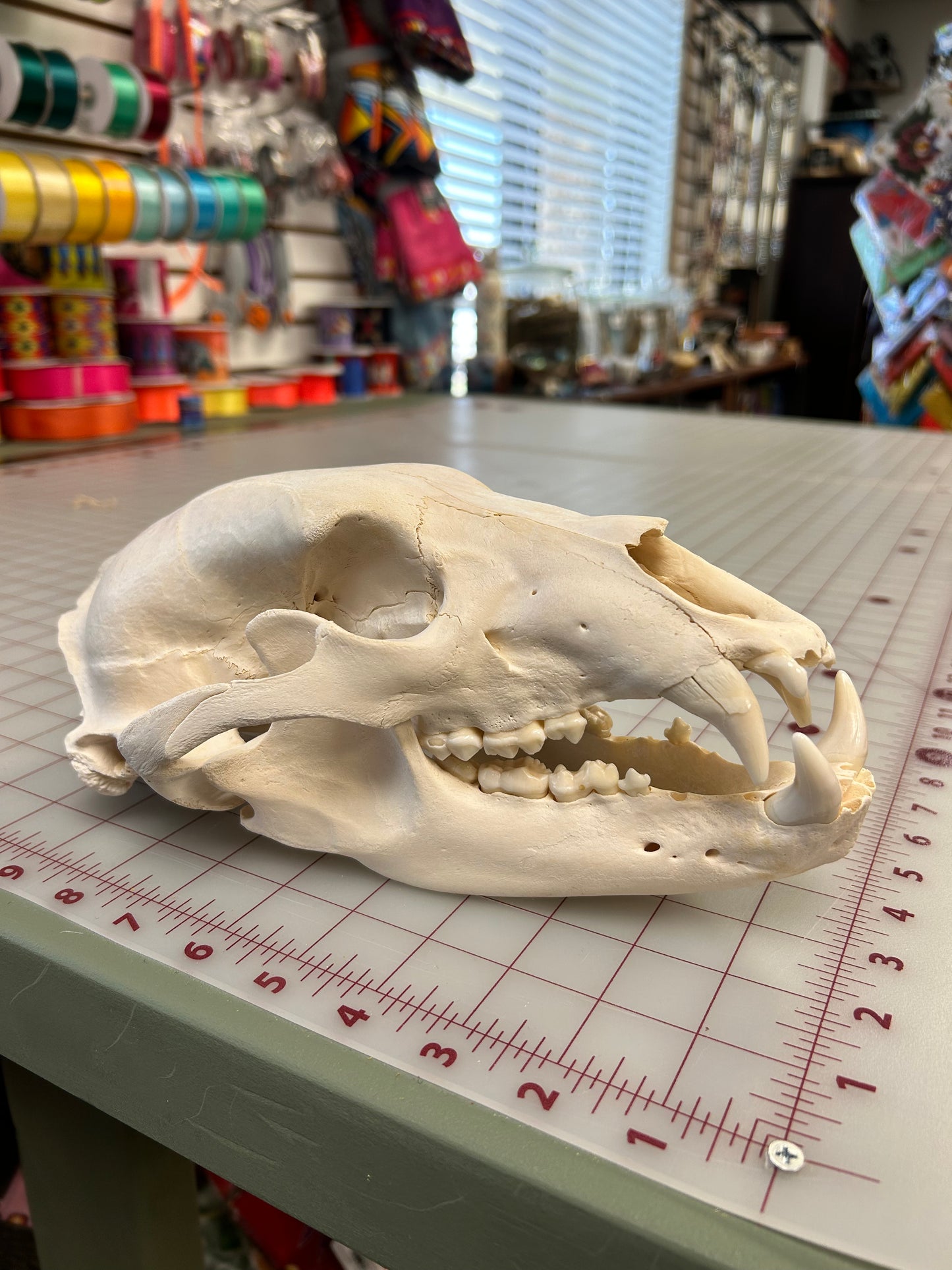 Black Bear Skull