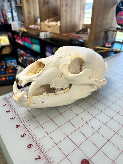 Black Bear Skull