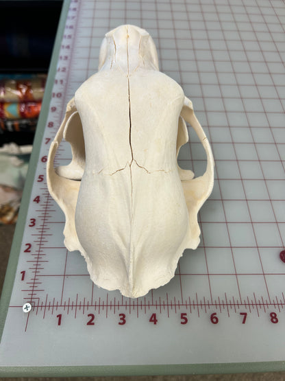 Black Bear Skull