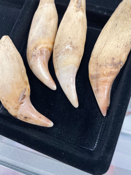 Black Bear Tooth